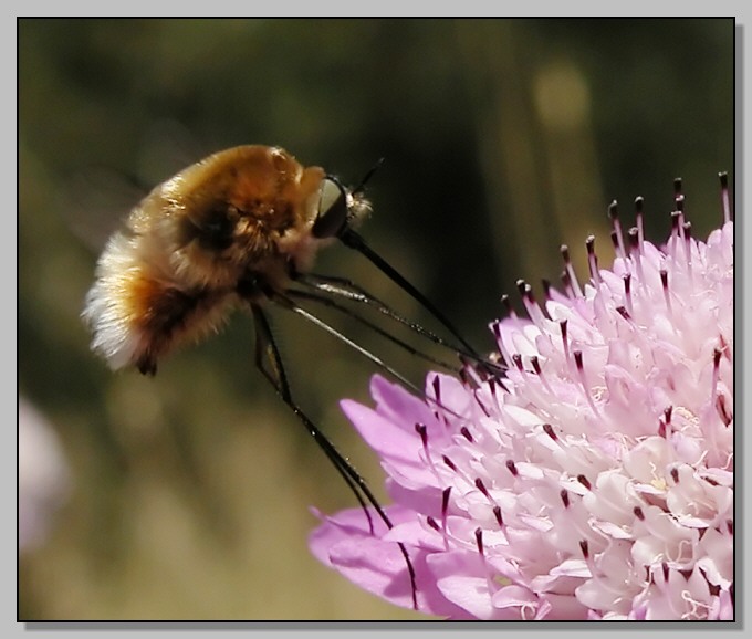 Bombylius e fiore